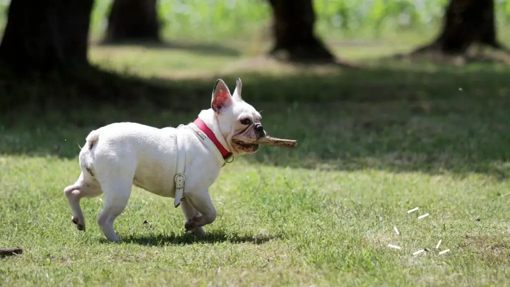 french bulldog