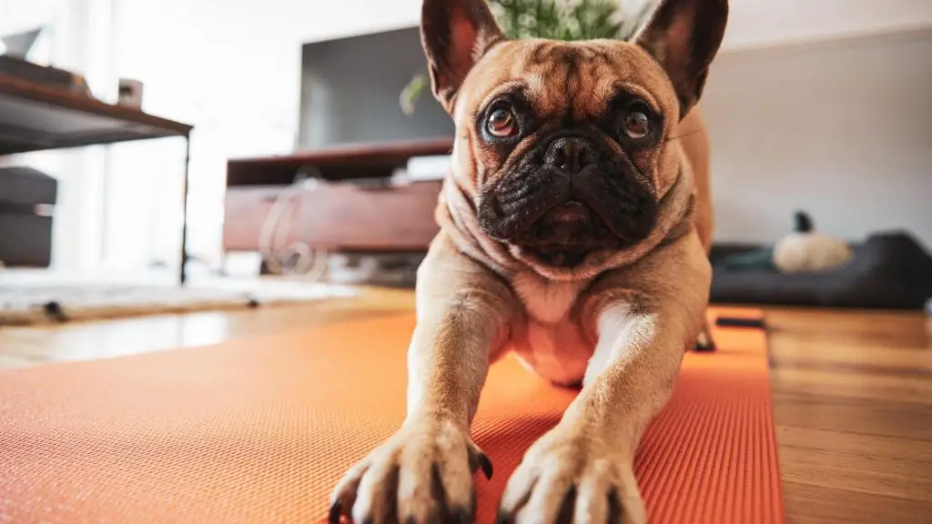 Tall French Bulldog? The Truth Behind Long Legged Frenchies