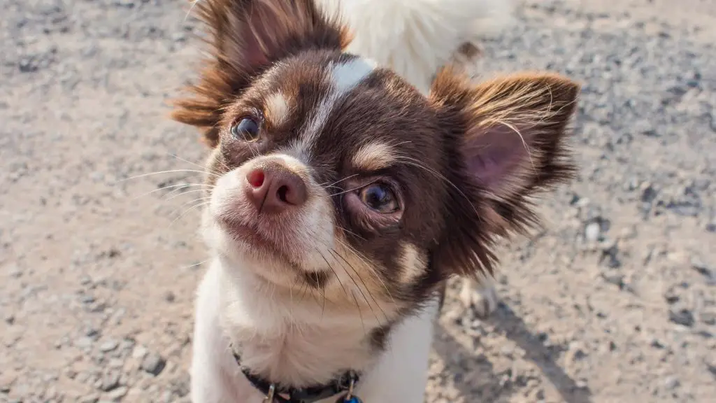 chocolate chihuahua