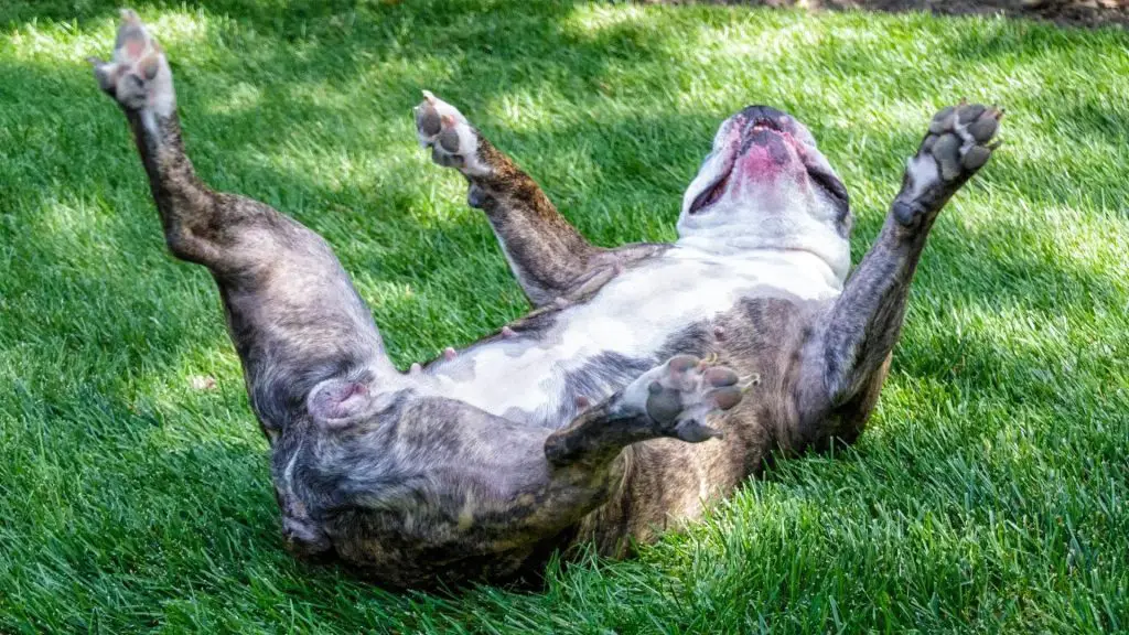 dog laying on back