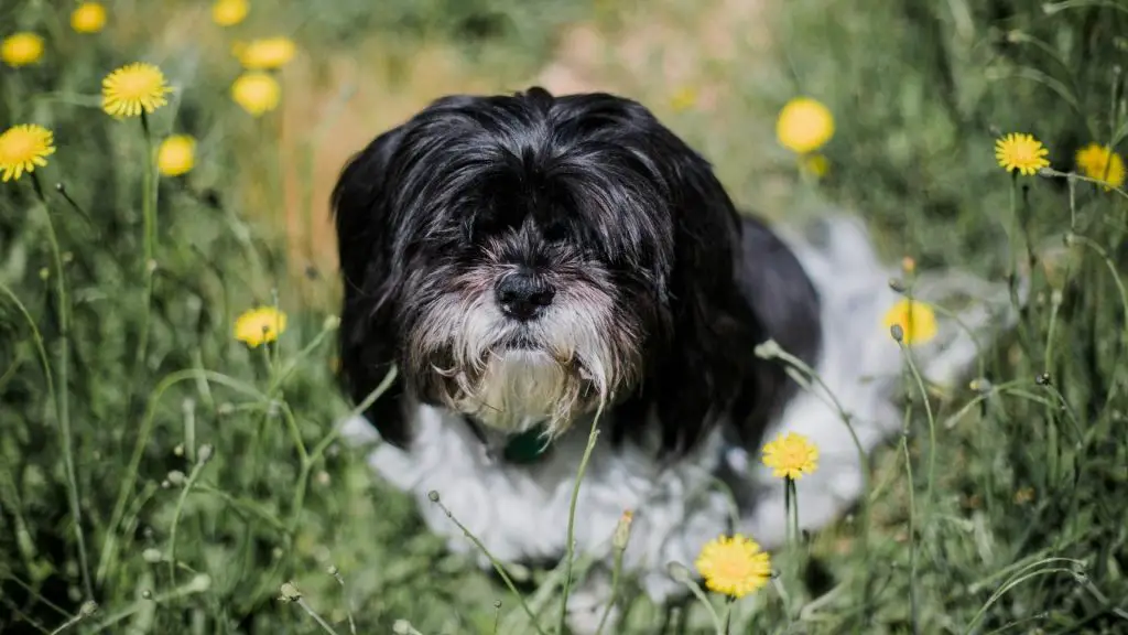 dog in flowers