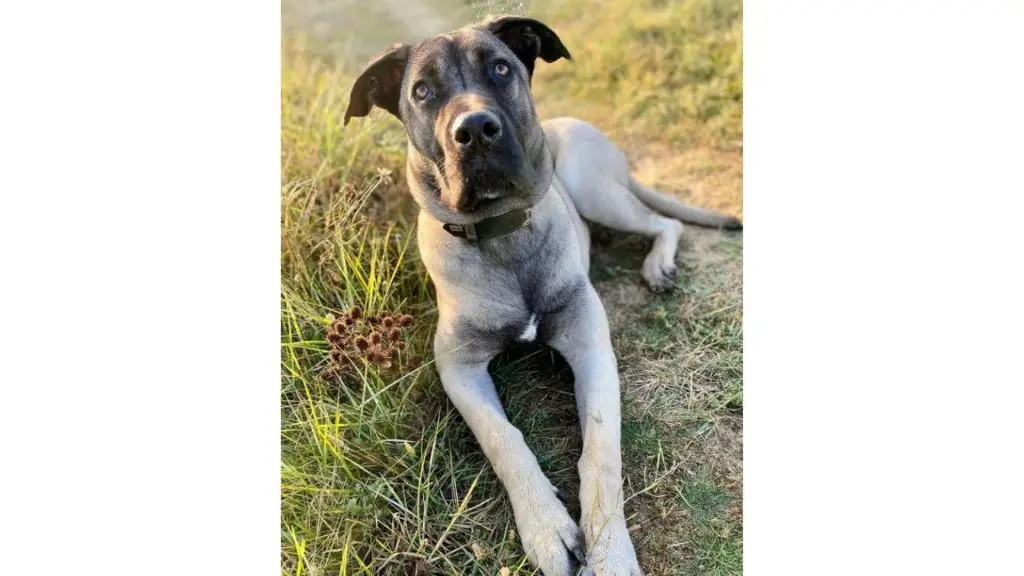 cane corso husky mix lying down