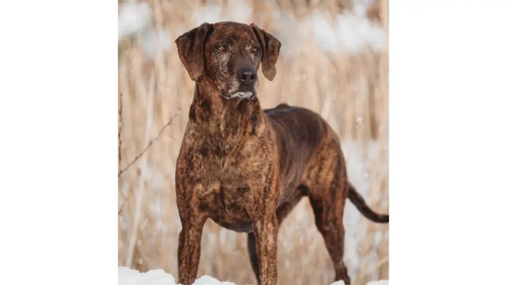 brindle Rhodesian Ridgeback Lab Mix