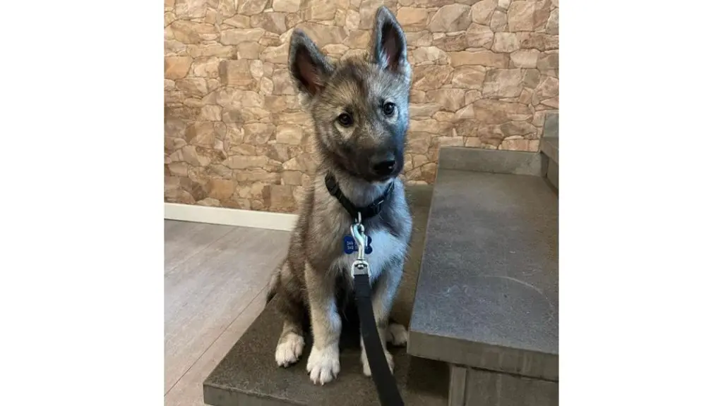 Agouti Husky puppy