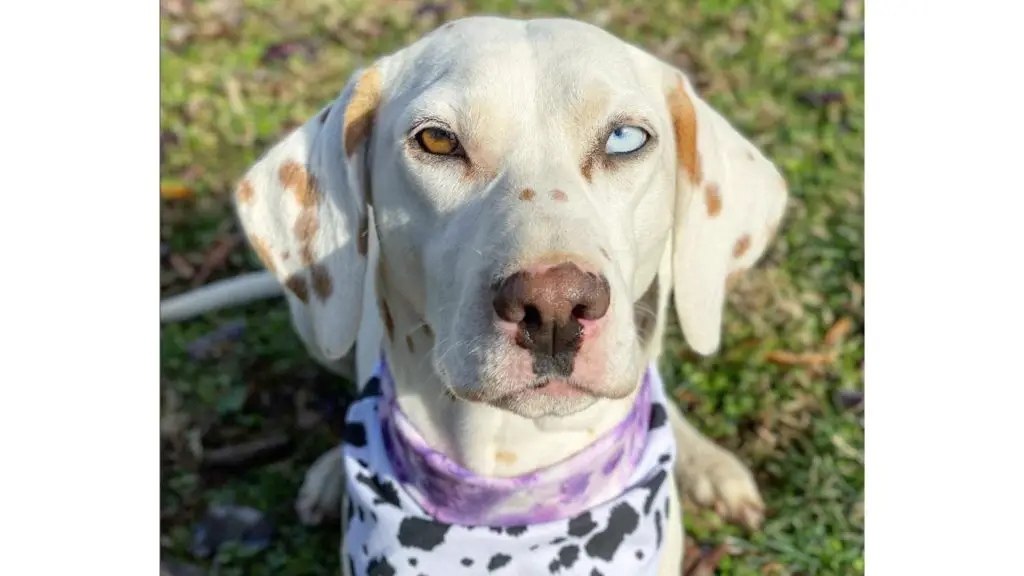 two eye colored dalmatian