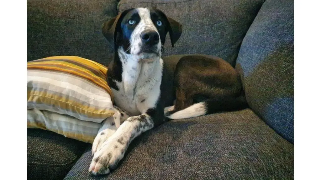 Dalmatian Husky on couch