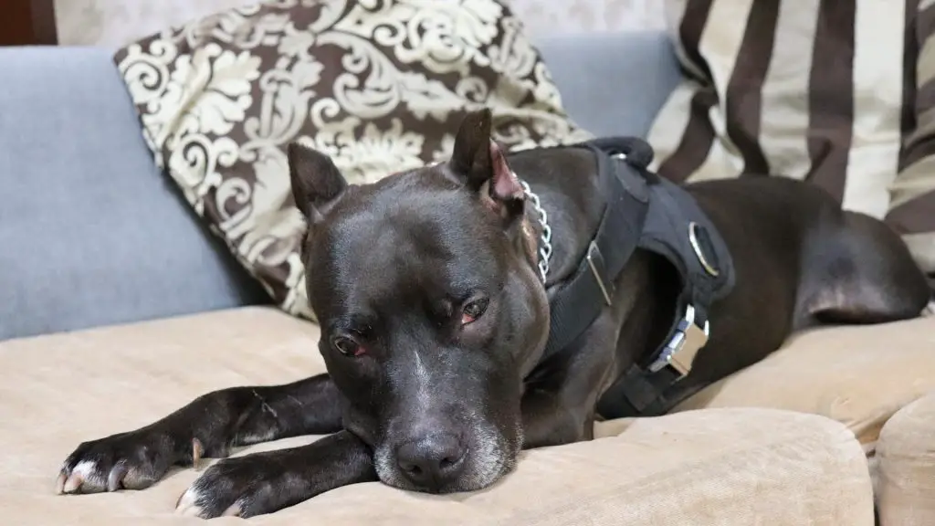 black pitbull lying down