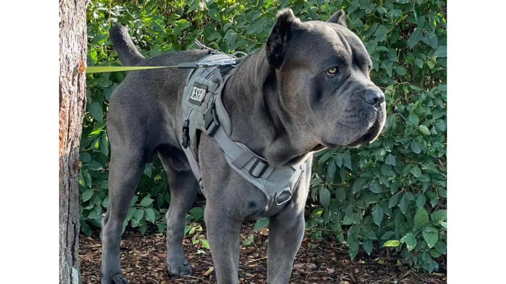 blue cane corso tied to tree