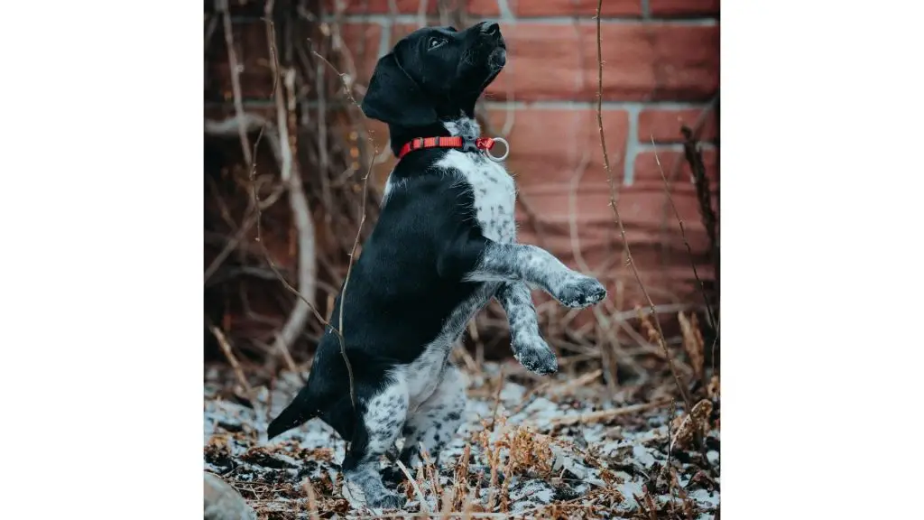 puppy playing