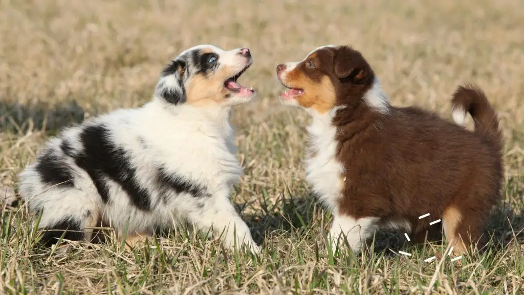 Australian Shepherd puppies