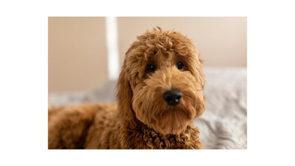 Red Goldendoodle adult