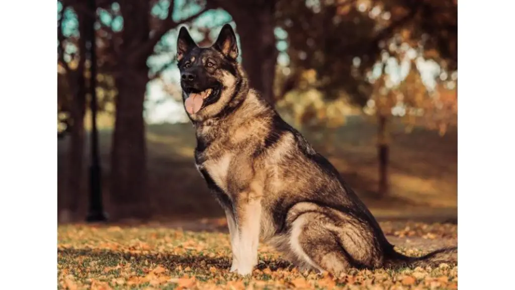 German Shepherd Malamute Mix outside