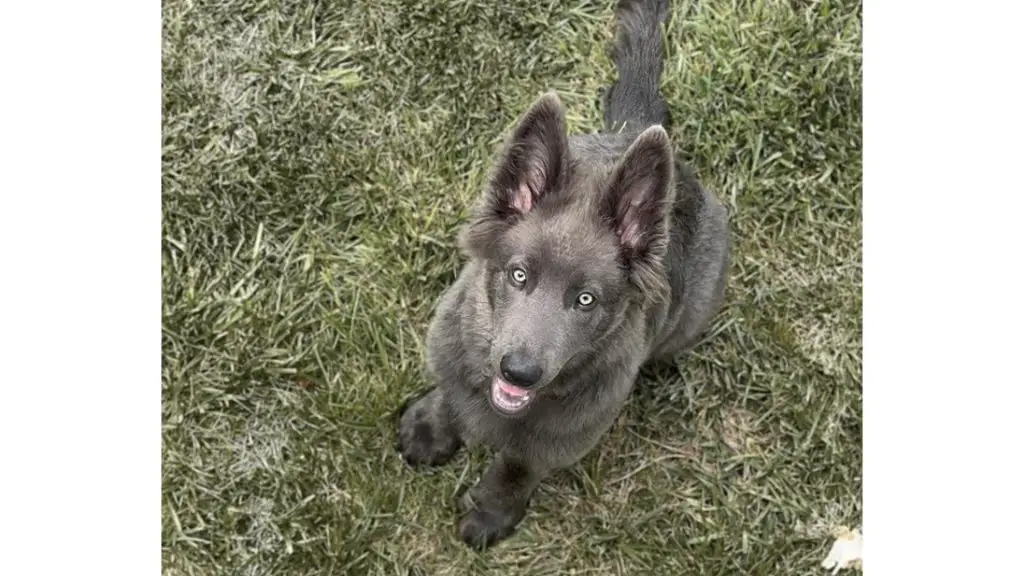 shepherd wolfdog mix