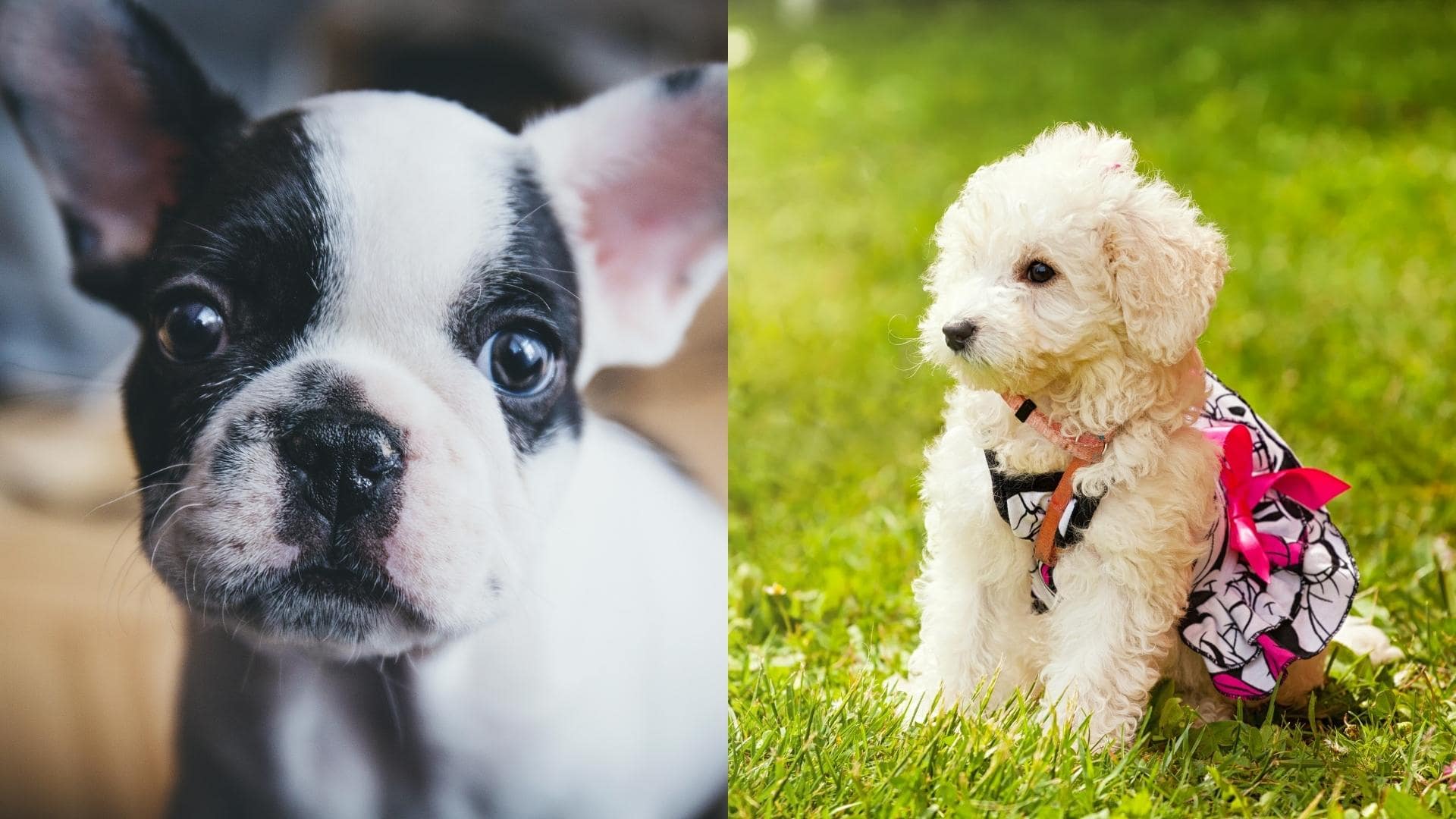 French Bulldog Poodle Mix (AKA French Boodle) Breed Guide