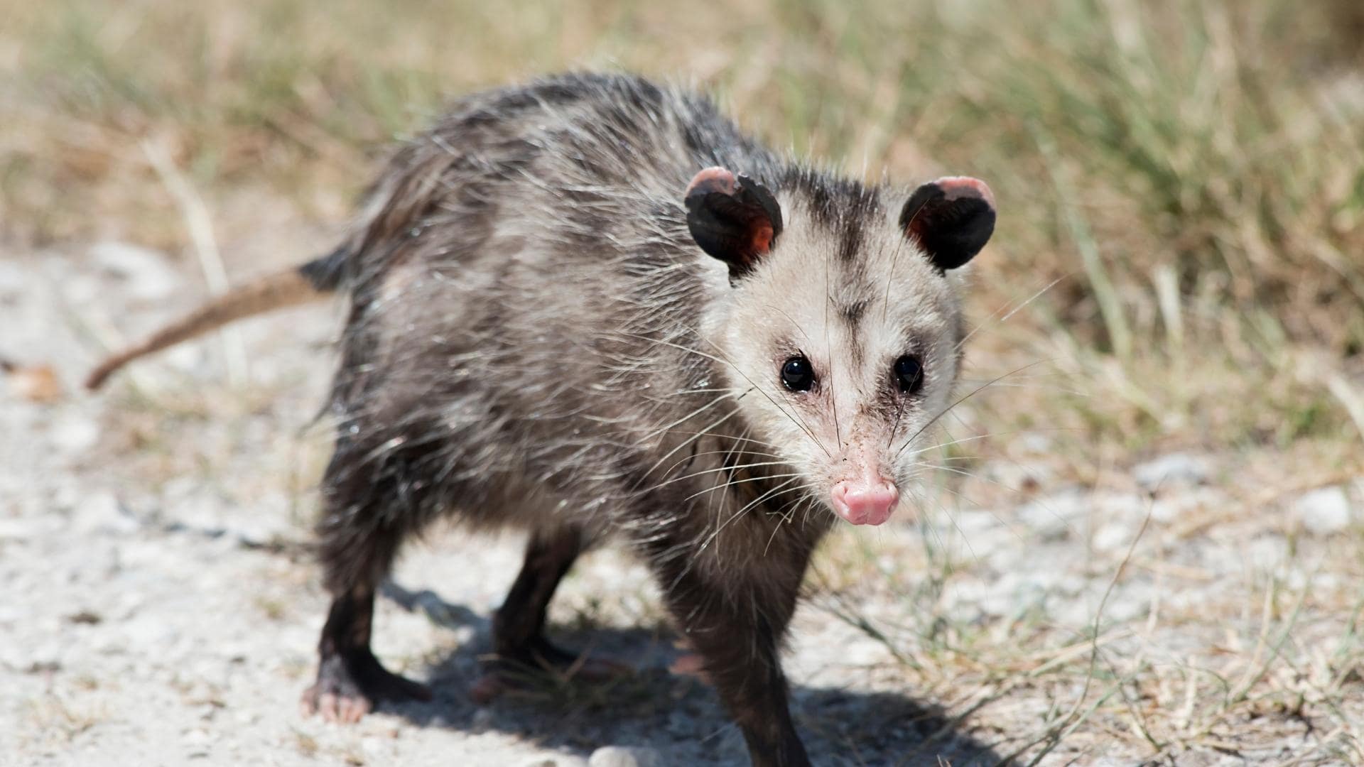 Are Possums Dangerous To Dogs? The Truth + Tips