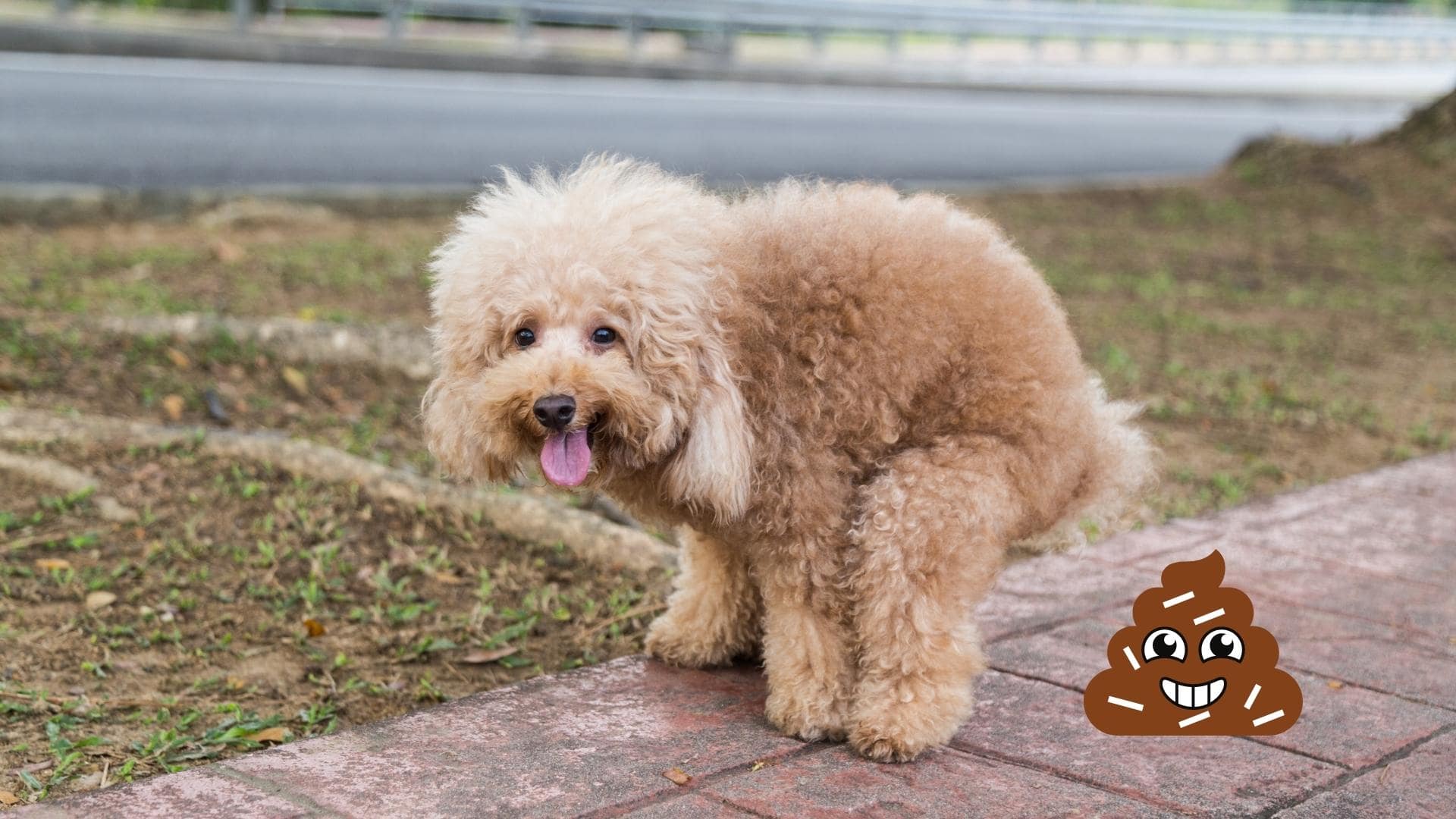 White Specks In Dog Poop What They Are What To Do   4 Min 7 