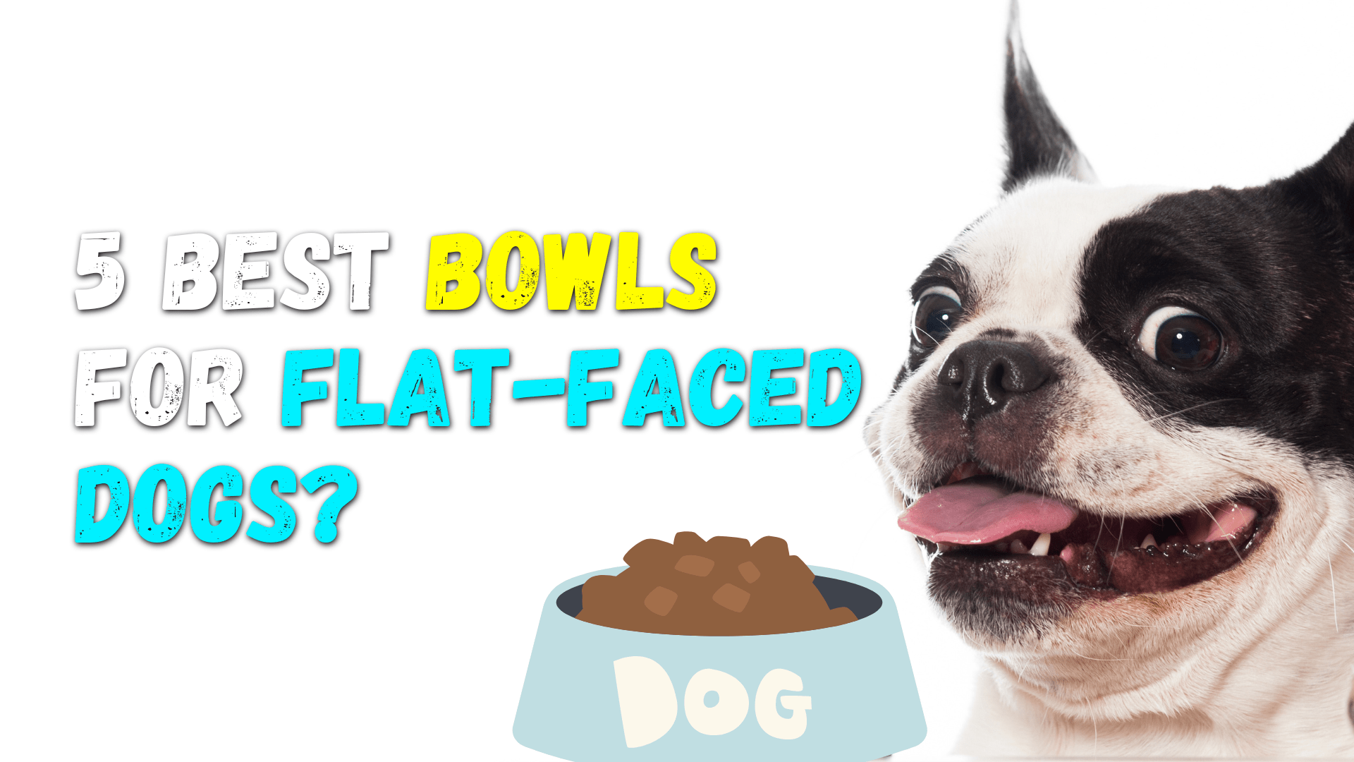 5 Best Dog Bowls For Flat-Faced Dogs (Complete 2022 Guide)