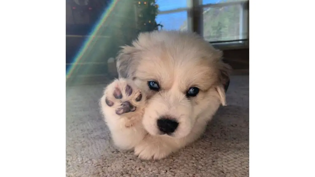 Great Pyrenees & Blue Heeler Mix puppy