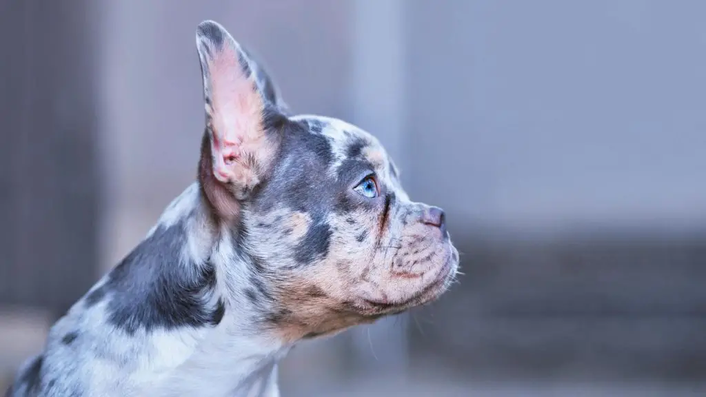 blue merle coated frenchie