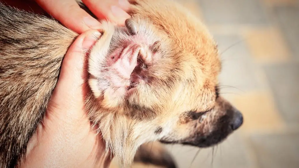 Engorged Tick On Dog ear