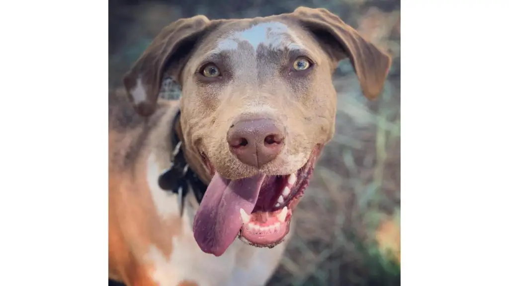 Weimaraner Pitbull Mixed dog