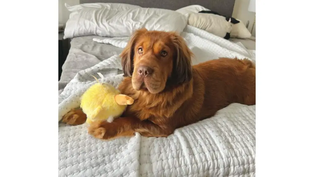 dog on bed