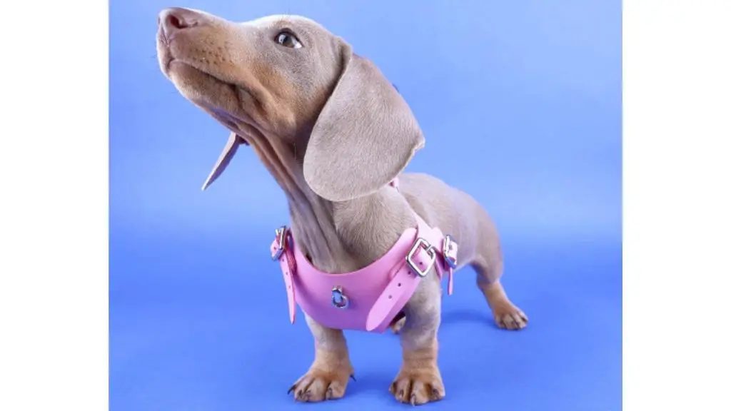 isabella dachshund