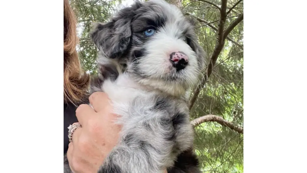 puppy being held