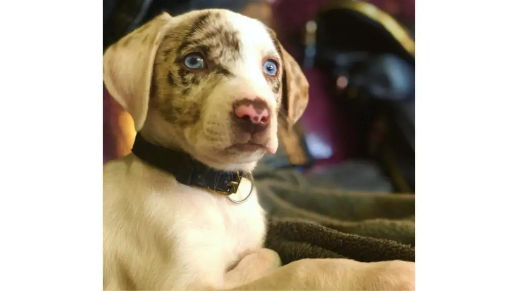 Catahoula Australian Shepherd Mix puppy