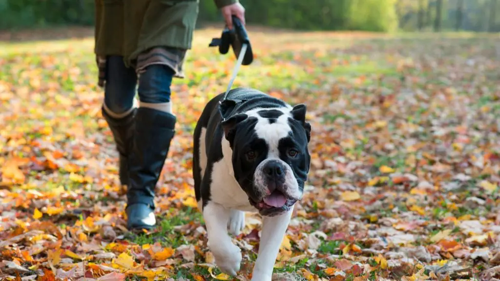 black and white bulldog walking