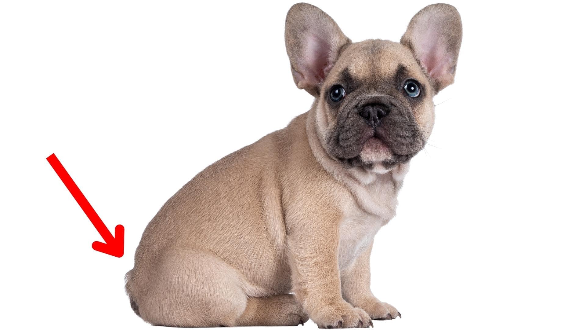 French Bulldog Tail Docked Or Born Without? (Explained)