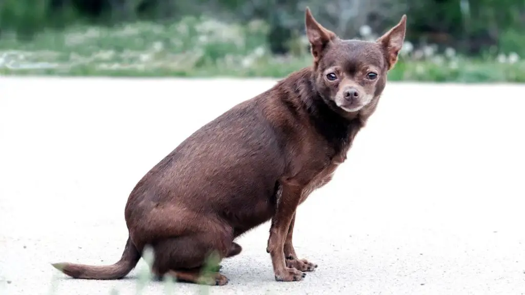 brown chihuahua