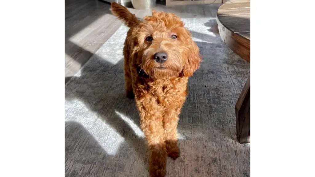 reddish goldendoodle puppy