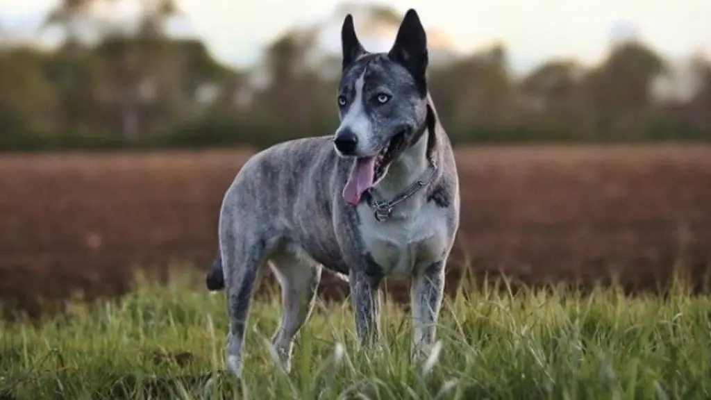 husky cane corso mix