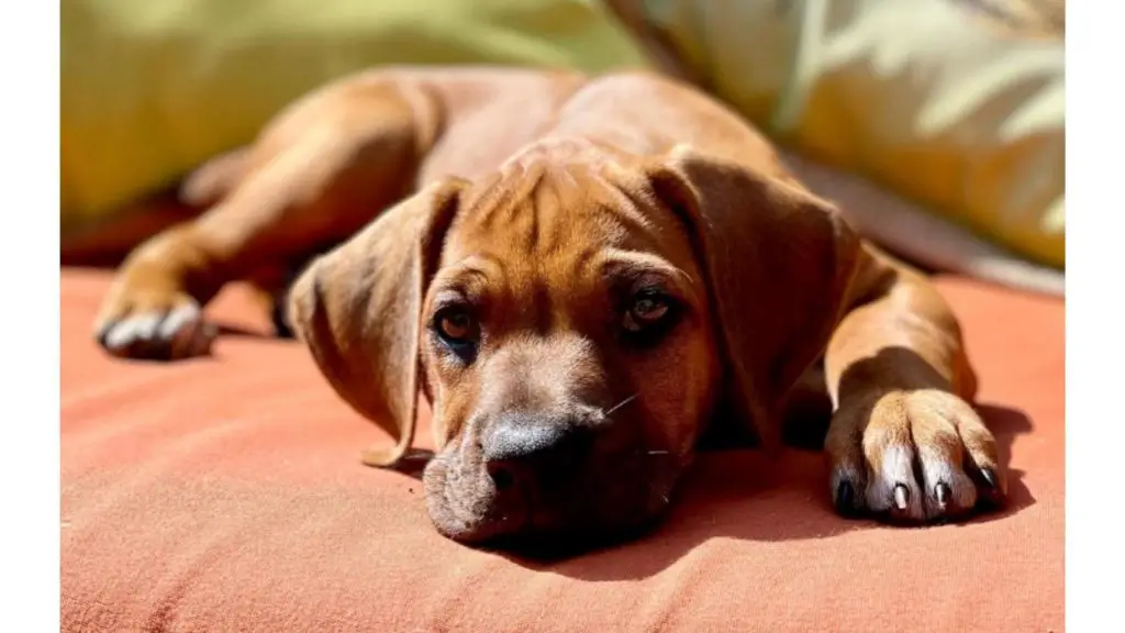 puppy on bed