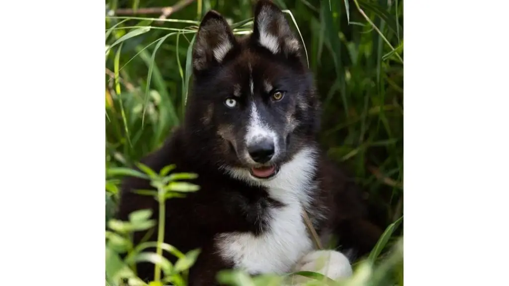 different colored eyes on dog