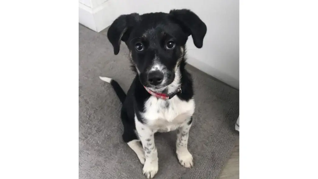 Dalmatian Husky Mix puppy