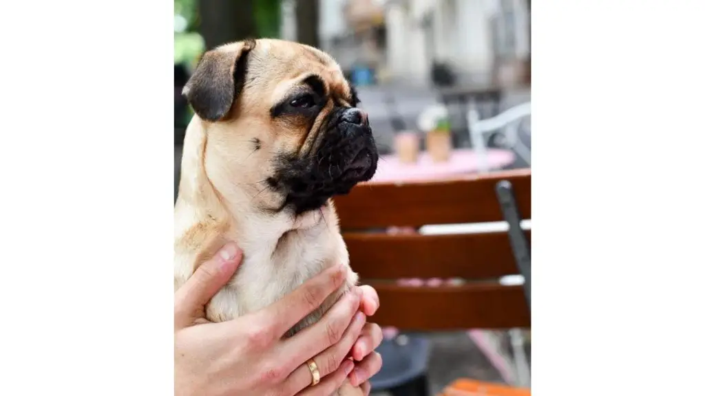 Jug Dog being held