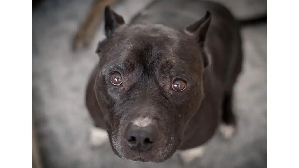 Black Pitbull staring up