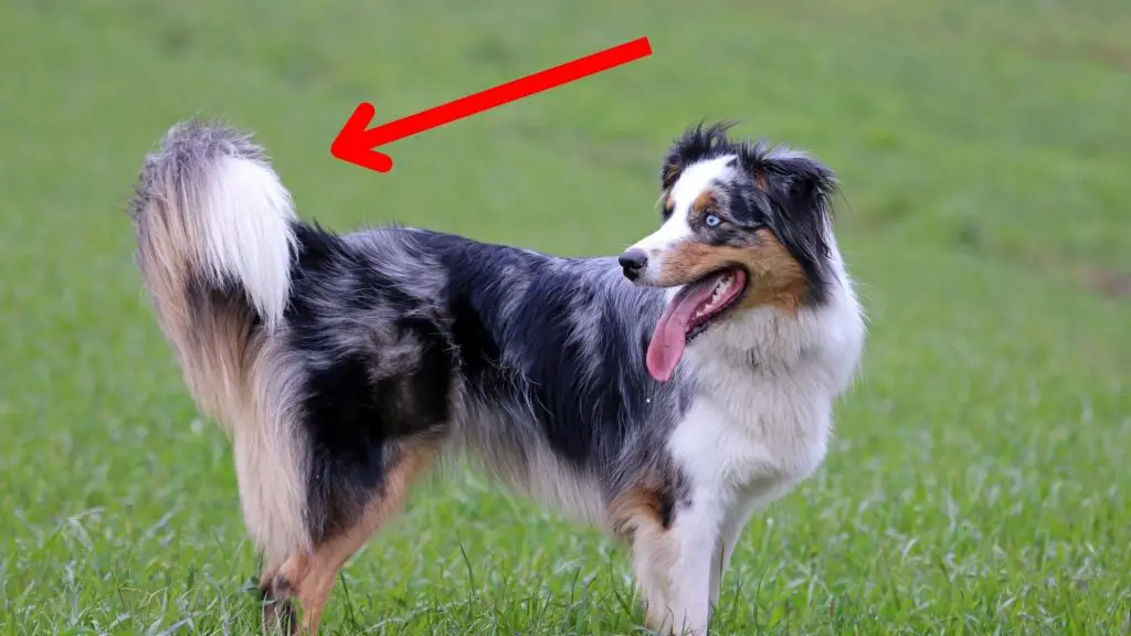 Australian Shepherd long Tail