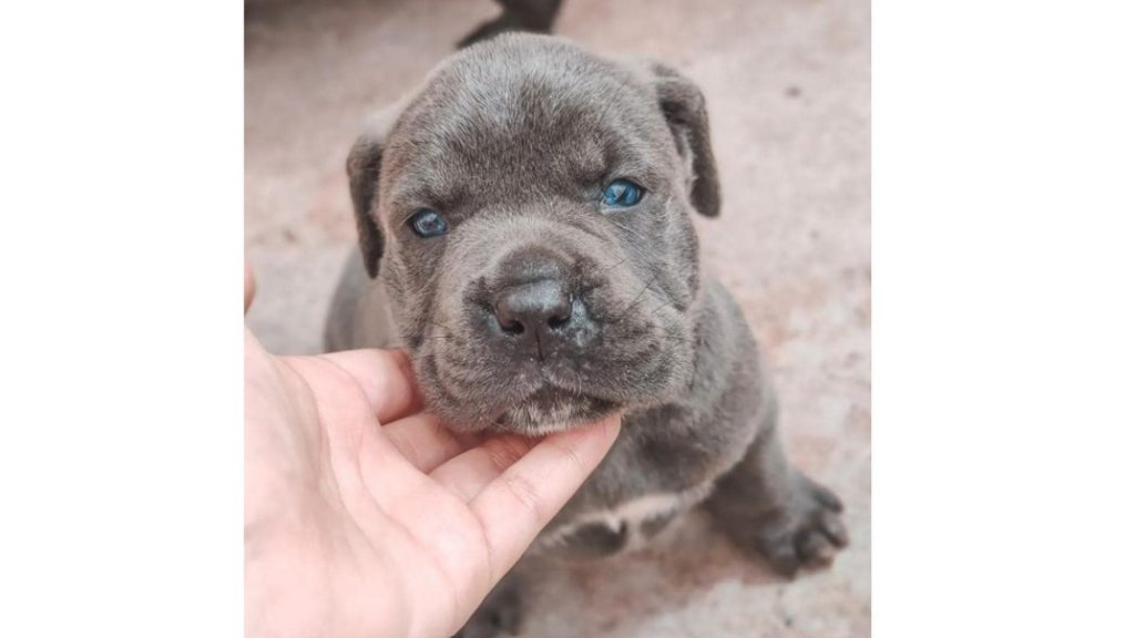 Cane Corso Pitbull Mix puppy