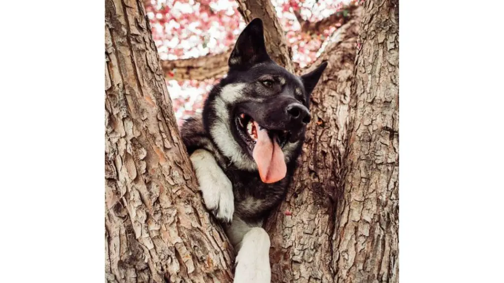 German Shepherd Malamute Mix in tree