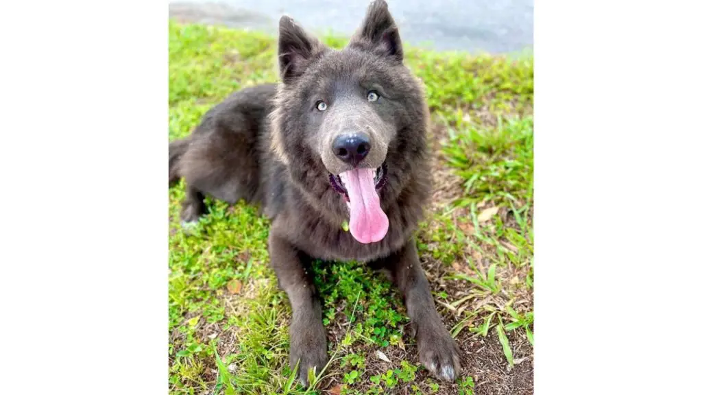 blue shepherd wolfdog