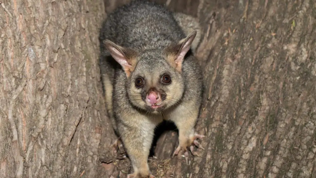 possum about to attack