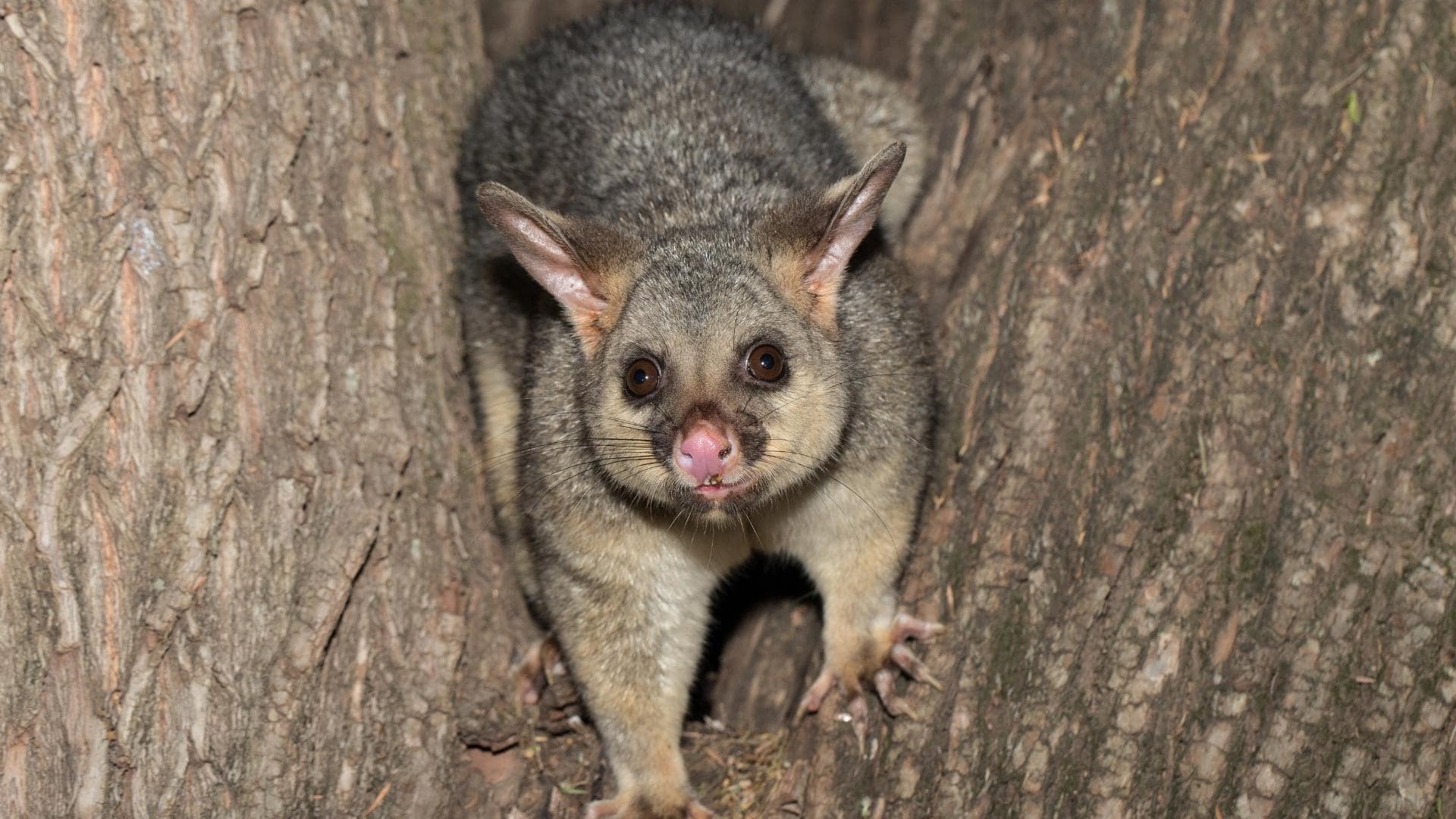 are-possums-dangerous-to-dogs-the-truth-tips