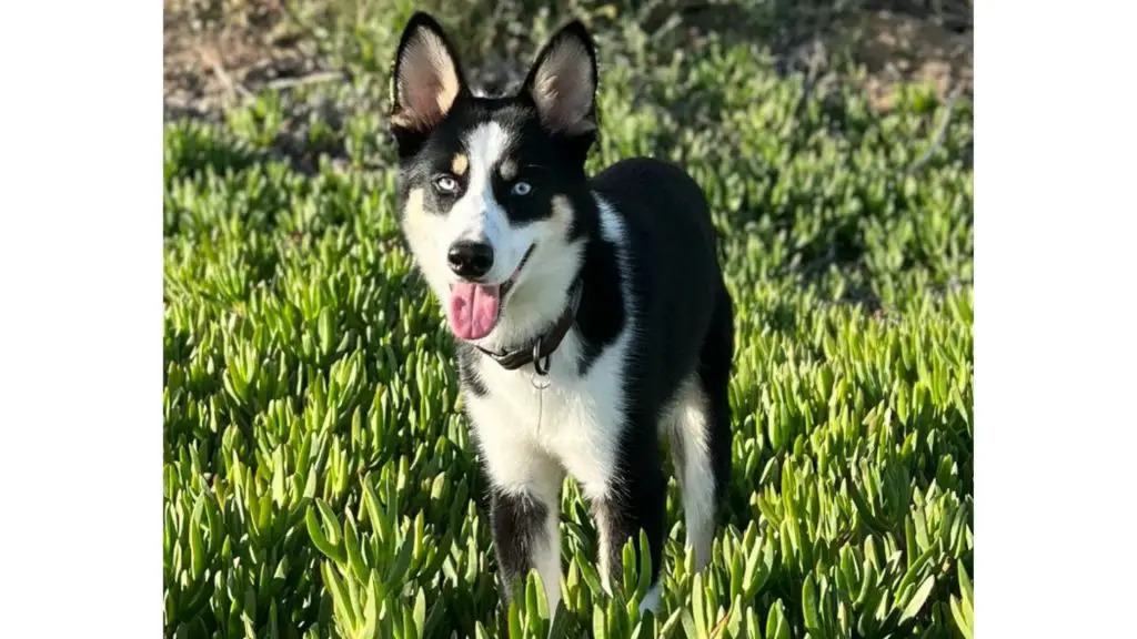 husky x doberman