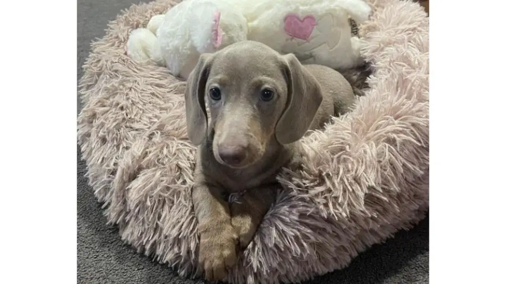 Isabella Dachshund in bed