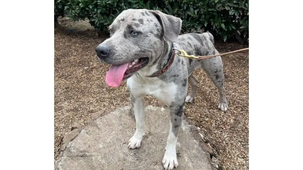 Catahoula Pitbull Mix breed