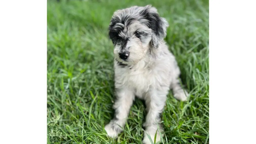 Blue Merle Aussiedoodle puppy