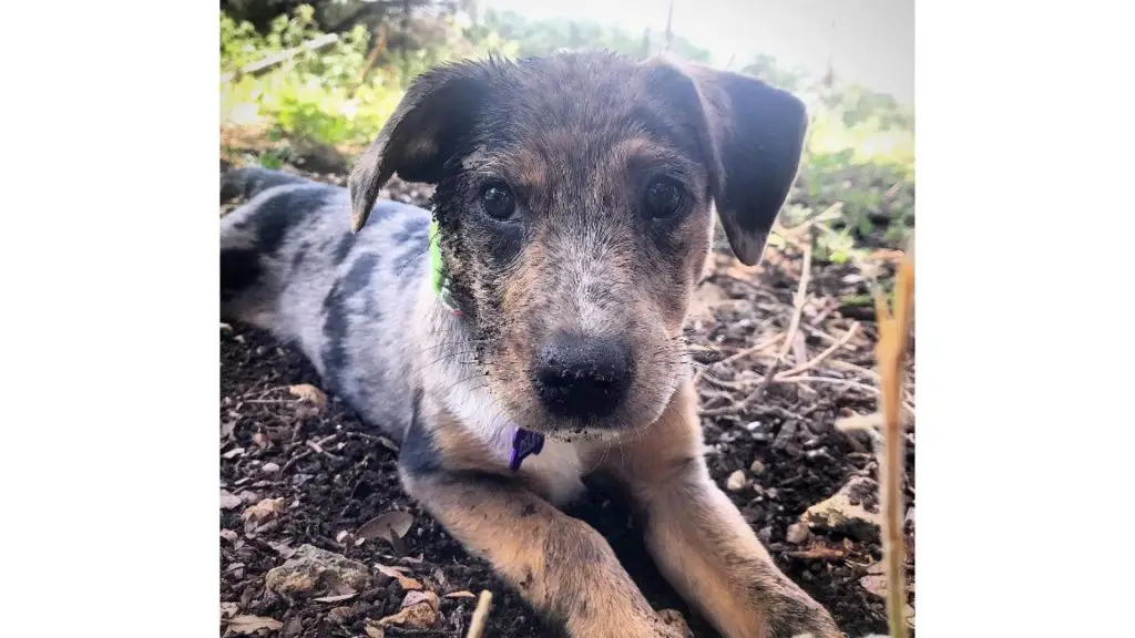 puppy ouaussie mix outdoorstdoors